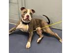 Adopt CASTRO a Pit Bull Terrier