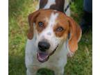 Adopt Usher a Hound, Mixed Breed