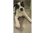 Adopt Checkers a Terrier, Mixed Breed
