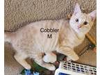 Adopt Cobbler a Domestic Short Hair