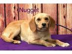 Adopt Nugget (Available 5/3/24) a Beagle