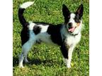Adopt Petey a Parson Russell Terrier, Mixed Breed