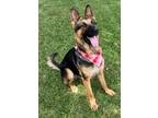 Adopt Eddie a German Shepherd Dog, Mixed Breed