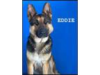 Adopt Eddie a German Shepherd Dog, Mixed Breed