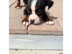 American Pit Bull Terrier Puppy for sale in Worcester, MA, USA