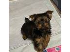 Yorkshire Terrier Puppy for sale in Lyons, NE, USA