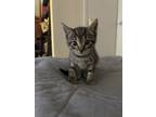 Adopt Sprout 2 a Domestic Short Hair