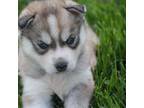 Siberian Husky Puppy for sale in Monticello, WI, USA