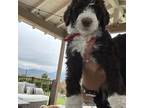 Aussiedoodle Puppy for sale in San Diego, CA, USA