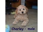 Charley mini