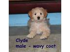 Clyde medium