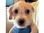 Adopt Vail a Havanese, Terrier