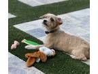 Adopt Casper a Terrier, Havanese