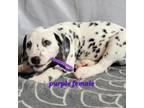 reduced*Purple collar female