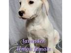 Lavender collar lemon female