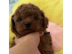 Akc toy poodle