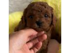 Red Toy poodle