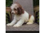 Mutt Puppy for sale in Crofton, KY, USA