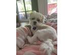 Adopt Pax a Shih Tzu, Mixed Breed