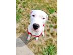 Adopt Jack a Dogo Argentino