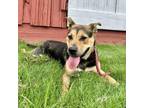 Adopt Frederic a German Shepherd Dog, Shar-Pei