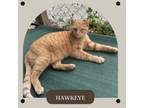 Adopt Hawkeye a Domestic Short Hair