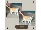 Adopt Otto a Domestic Short Hair