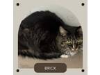 Adopt Brick a Domestic Long Hair