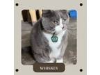 Adopt Whiskey a Domestic Short Hair