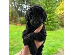 Mutt Puppy for sale in Gig Harbor, WA, USA