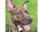 Adopt Gregory a Mixed Breed