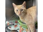 Adopt Butter a Domestic Short Hair