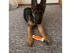 German Shepherd Dog Puppy for sale in Olmsted Falls, OH, USA
