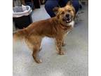 Adopt Red a Mixed Breed