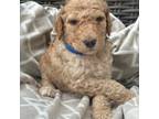 Mutt Puppy for sale in Royse City, TX, USA