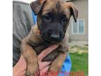 Mutt Puppy for sale in Omak, WA, USA