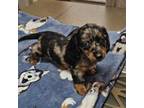 Dachshund Puppy for sale in Spring Hill, FL, USA