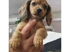 Dachshund Puppy for sale in Spring Hill, FL, USA