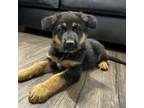 German Shepherd Dog Puppy for sale in Rio Vista, TX, USA