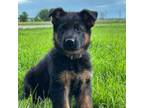 German Shepherd Dog Puppy for sale in Rio Vista, TX, USA
