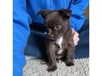 Chihuahua Puppy for sale in Seattle, WA, USA