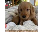 Golden Retriever Puppy for sale in Upland, CA, USA