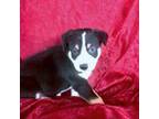Border Collie Puppy for sale in Atoka, OK, USA