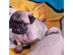 Pug Puppy for sale in Jamestown, NC, USA