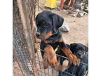 Rottweiler Puppy for sale in Silver Springs, NV, USA