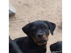 Rottweiler Puppy for sale in Silver Springs, NV, USA
