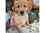 Golden Retriever Puppy for sale in Earlham, IA, USA