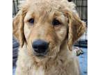 Golden Retriever Puppy for sale in Earlham, IA, USA