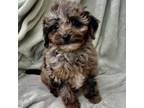 Mutt Puppy for sale in Grand Rapids, MI, USA