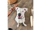 Adopt Olaf a Great Dane, Catahoula Leopard Dog